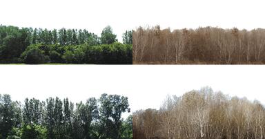 Darmowe zdjęcia drzew do wykorzystania jako tła