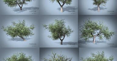 Darmowe modele 3d drzew oliwnych