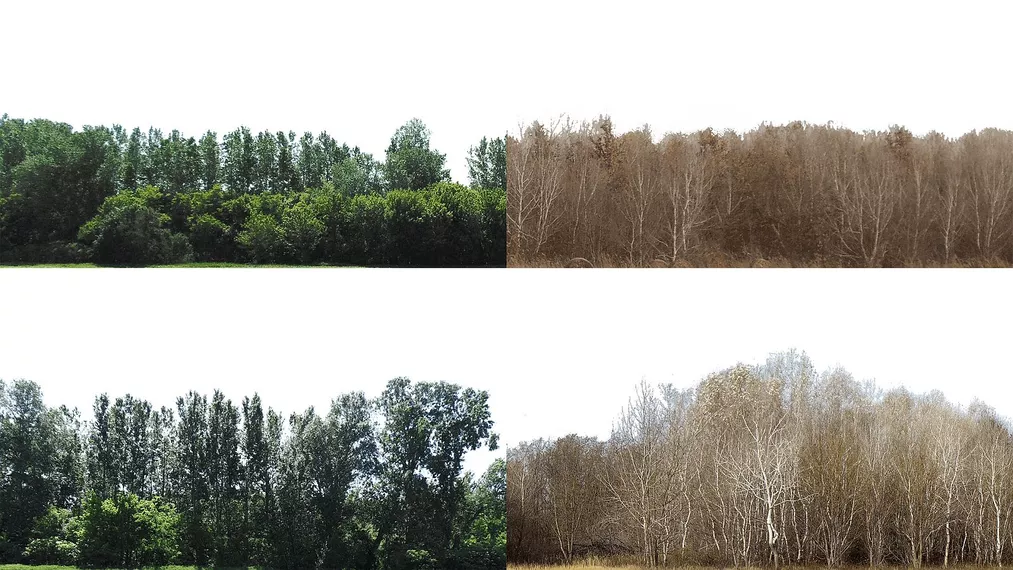 Darmowe zdjęcia drzew do wykorzystania jako tła